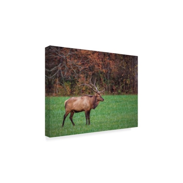 Galloimages Online 'Bull Elk' Canvas Art,35x47